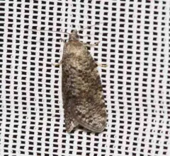Flax Tortrix thumbnail 4