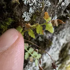 alpine woodsia thumbnail 3