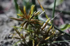 fern flatsedge thumbnail 1