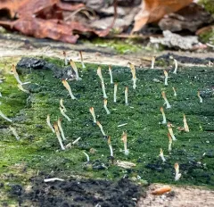 White green-algae coral thumbnail 1