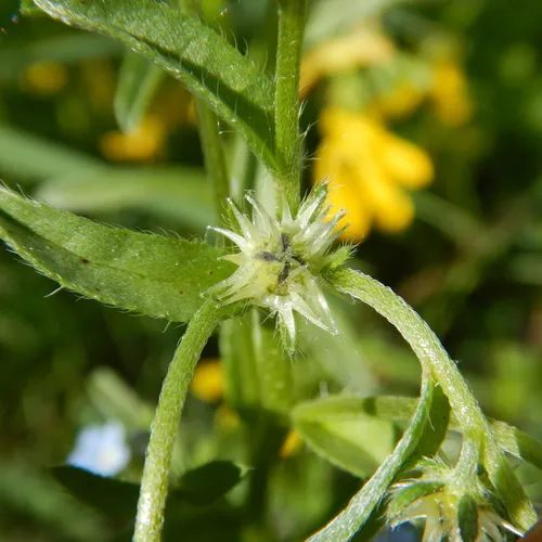 two-rowed stickseed