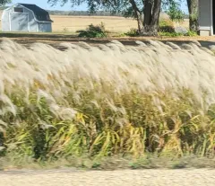 Japanese silver grass thumbnail 2