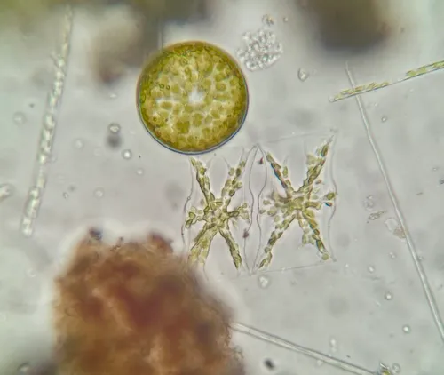 Mediopyxis helysia