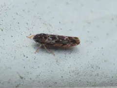 Erasmoneura fulmina thumbnail 1