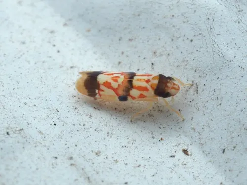 Erythroneura integra