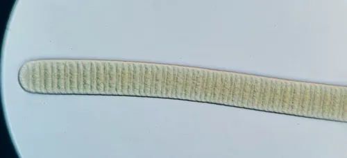 Oscillatoria major