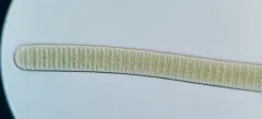 Oscillatoria major thumbnail 1