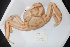 Chinese Mitten Crab thumbnail 2
