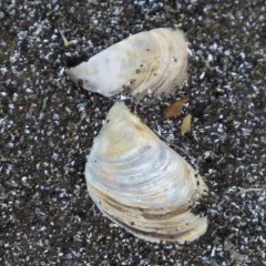 Quagga Mussel thumbnail 2