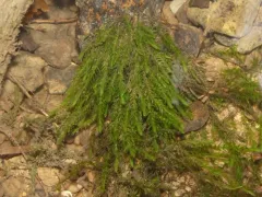 Cupped Water Moss thumbnail 3