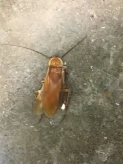 Turkestan Cockroach thumbnail 1