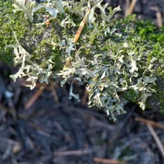 Arboreal Wrinkle Lichen thumbnail 2