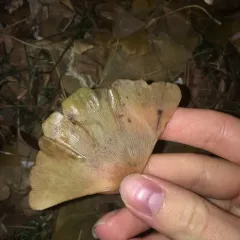 Ginkgo Spot thumbnail 4