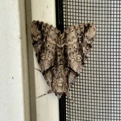 Widow Underwing thumbnail 2