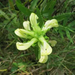 swamp lousewort thumbnail 4