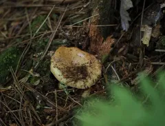 Russula granulata thumbnail 2