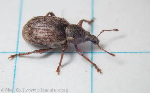 Lepidophorus inquinatus