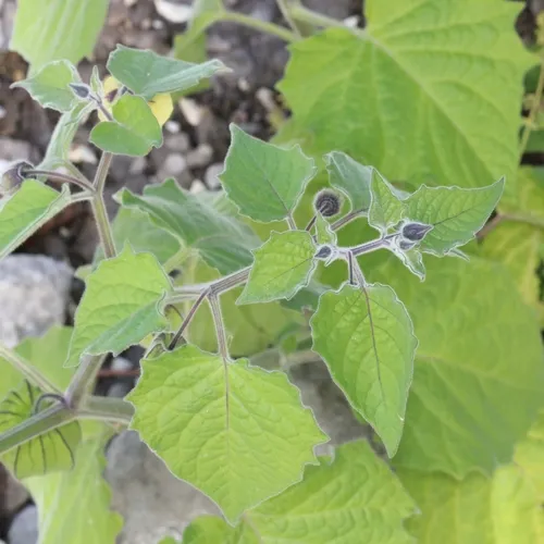 Cape gooseberry