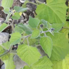 Cape gooseberry thumbnail 1