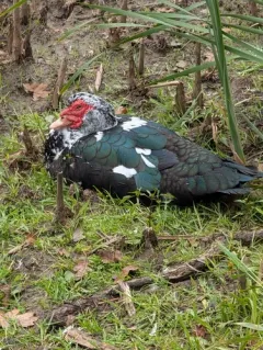 Muscovy Duck thumbnail 2