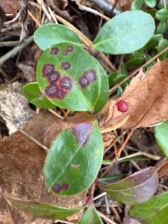Mycosphaerella gaultheriae thumbnail 1