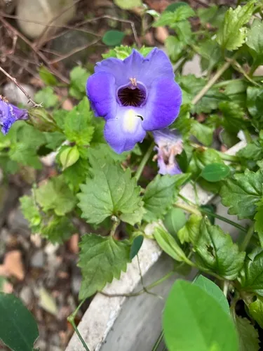 wishbone flower
