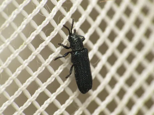 Anisostena californica