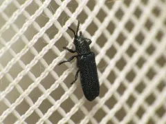 Anisostena californica thumbnail 1