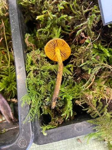 Cortinarius holoxanthus