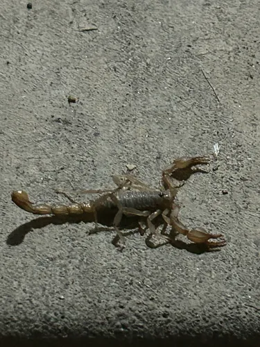California common scorpion