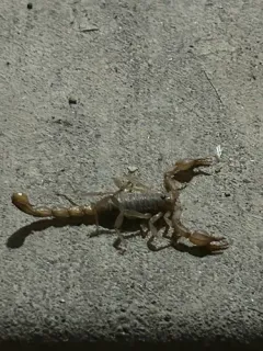 California common scorpion thumbnail 1