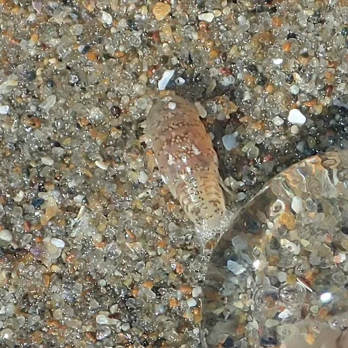 Sand Piranha