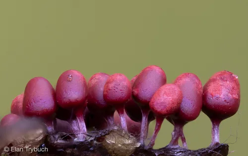 Arcyria helvetica