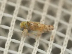 Tautoneura polymitusa thumbnail 2