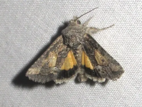 Pseudanarta caeca