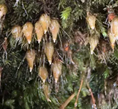 Powder Gun Moss thumbnail 3