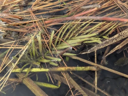 water-purslane