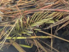 water-purslane thumbnail 1