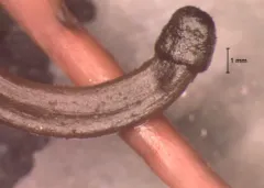 Mycosymbioces mycenophila thumbnail 2