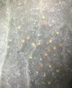Phyllactinia corni thumbnail 3
