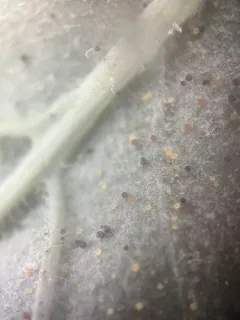 Phyllactinia mali thumbnail 2