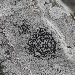 Tile Lichen thumbnail 3