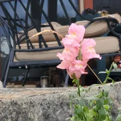 Snapdragon thumbnail 4