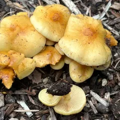 Slender Pholiota thumbnail 4