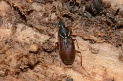 Gracious Ground Beetle thumbnail 2