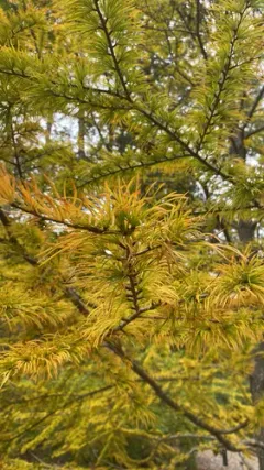 Chinese golden larch thumbnail 2