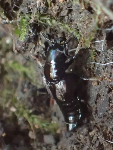 Oxyporus femoralis