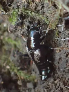 Oxyporus femoralis thumbnail 1