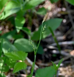 sheathed sedge thumbnail 2