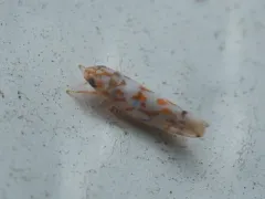 Erythroneura delicata thumbnail 1